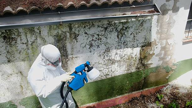 Trusted Mold Remediation service in Opa-locka, FL - Cheap Mold Removal